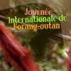 Journée internationale de l'orang-outan